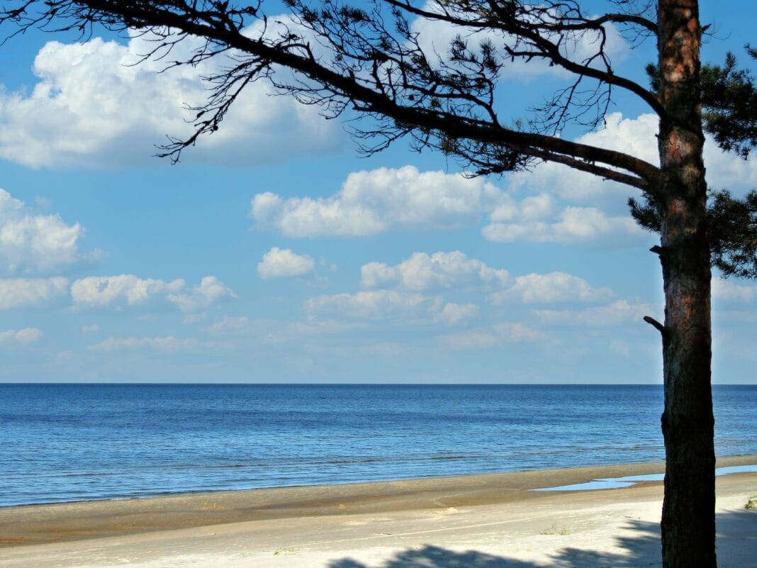Sosny i piaszczysta plaża nad spokojnym Bałtykiem w słoneczny dzień Sosny i piaszczysta plaża nad spokojnym Bałtykiem w słoneczny dzień